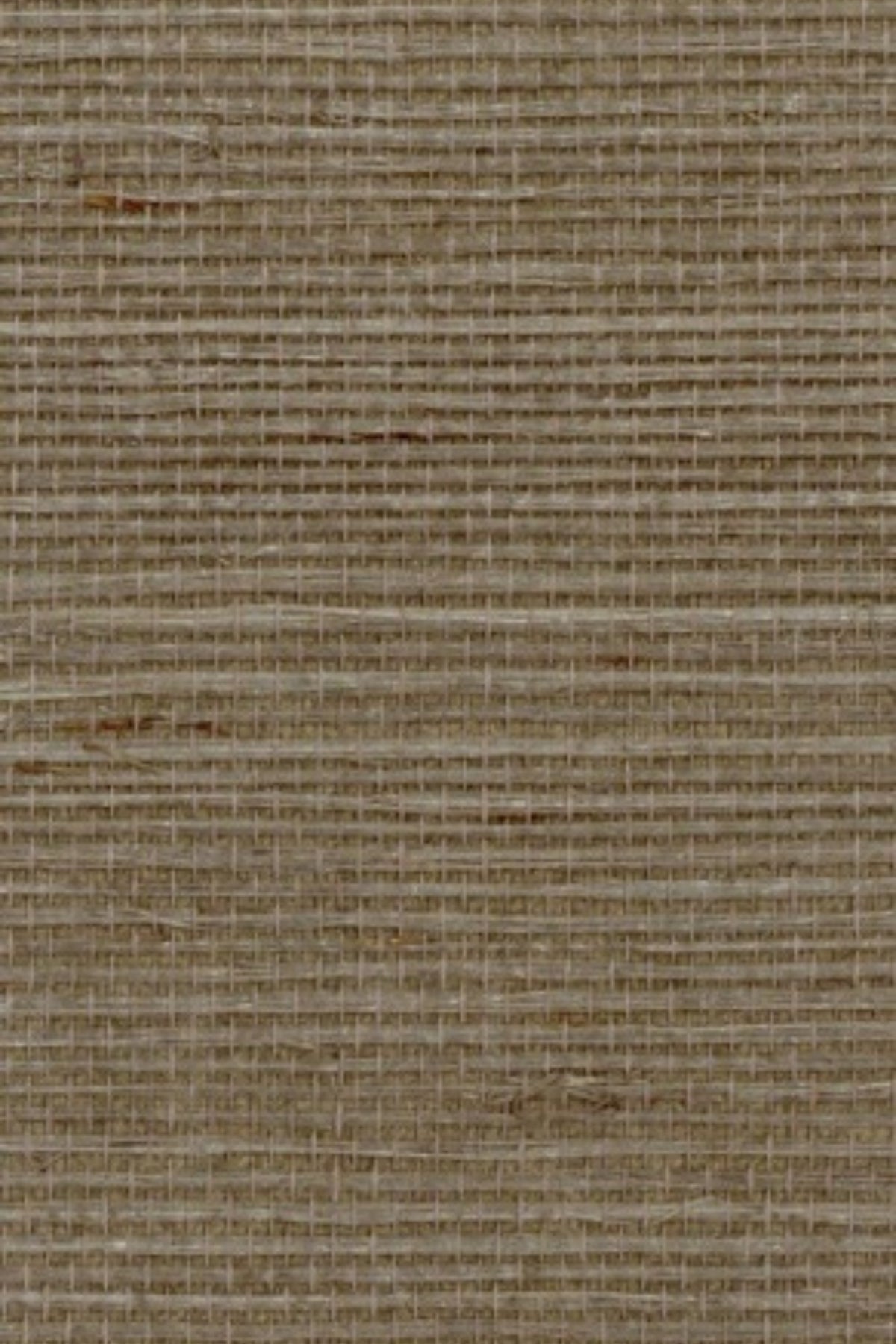 NS1082 Pine Needle