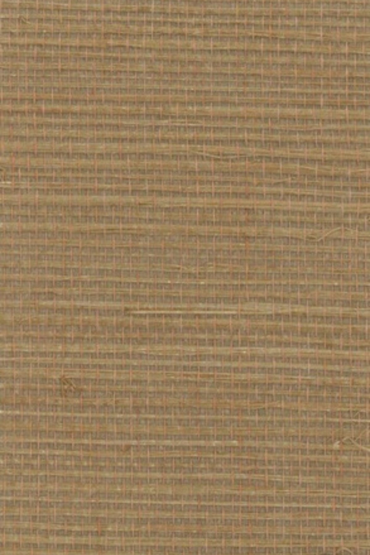 NS1131 Fennel Seed
